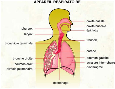 appareil-respiratoire