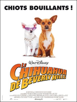 chihuahua