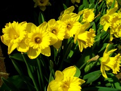 Narcissus_pseudonarcissus