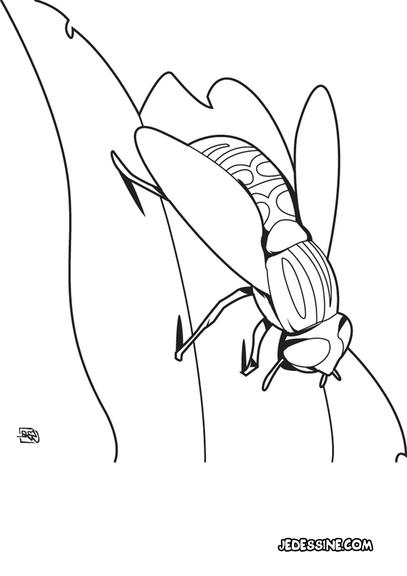 abeille