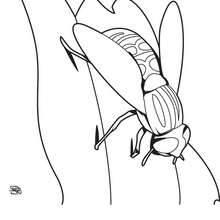 Coloriage d'une abeille