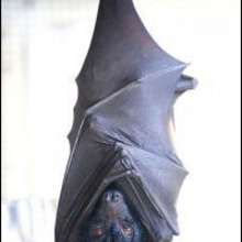 La Chauve-Souris Vampire - Lecture - Reportages pour enfants - Animaux