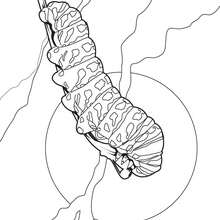 Coloriage CHENILLE