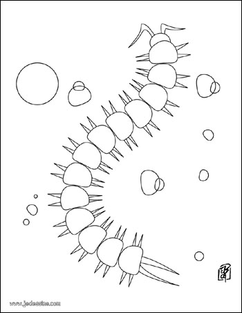 coloriage 1000pattes