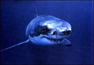 requin blanc