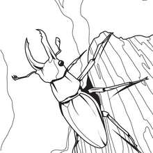 Coloriage d'un scarab�e