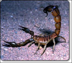 scorpion