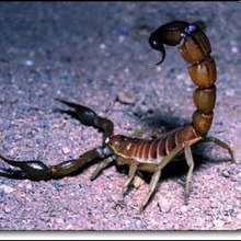 Le Scorpion du Sahara