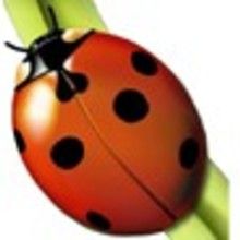 Dossier sur les insectes