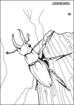 coloriage scarab�e 3