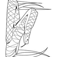 Coloriage d'un serpent � sonnette