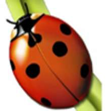 Dossier sp�cial sur les insectes: reportages et coloriages ! - Actualit�s