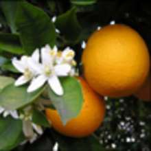 Les arbres fruitiers: reportage et coloriages de tes fruits préférés !