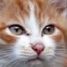 B�tisier sur les chats - Vid�os - Vid�os HUMOUR