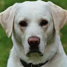 B�tisier sur les chiens - Vid�os - Vid�os HUMOUR