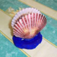 Le porte-serviettes en coquillages - Activit�s - Bricolage ENFANT - Bricolage de vacances