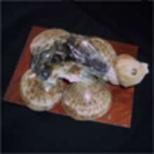 La tortue en coquillages