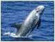 DAUPHINS