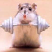 Vid�o d'un hamster qui s'emballe! - Vid�os - Vid�os HUMOUR