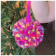 POMPOM