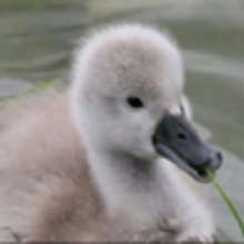 La vie du cygne. - Lecture - Reportages pour enfants - Animaux