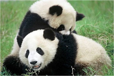 jeu de panda