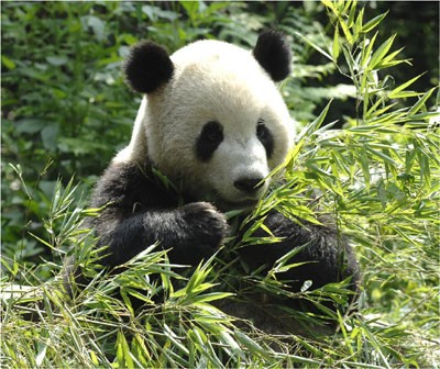 panda qui mange