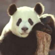 Le panda g�ant - Lecture - Reportages pour enfants - Animaux
