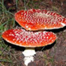 Les champignons dangereux - Lecture - Reportages pour enfants - Divers
