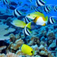 LE BAPTEME DE PLONGEE SOUS-MARINE - Actualit�s