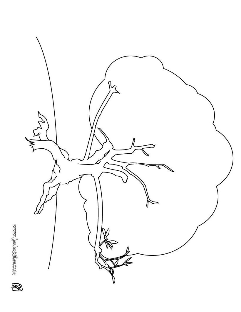 Arbre Coloriages Lire et apprendre Dessins pour les enfants Coloriage d un chªne Coloriage d un hªtre