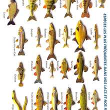 Les poissons des �tangs, lacs et rivi�res. - Lecture - Reportages pour enfants - Animaux