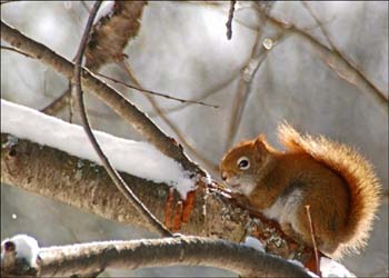petit ecureuil dans branches