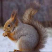 L'�cureuil - Lecture - Reportages pour enfants - Animaux