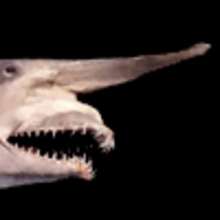 Vid�o d'un requin lutin !