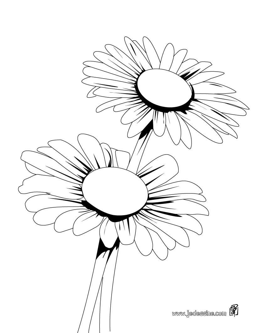 Coloriage d une marguerite