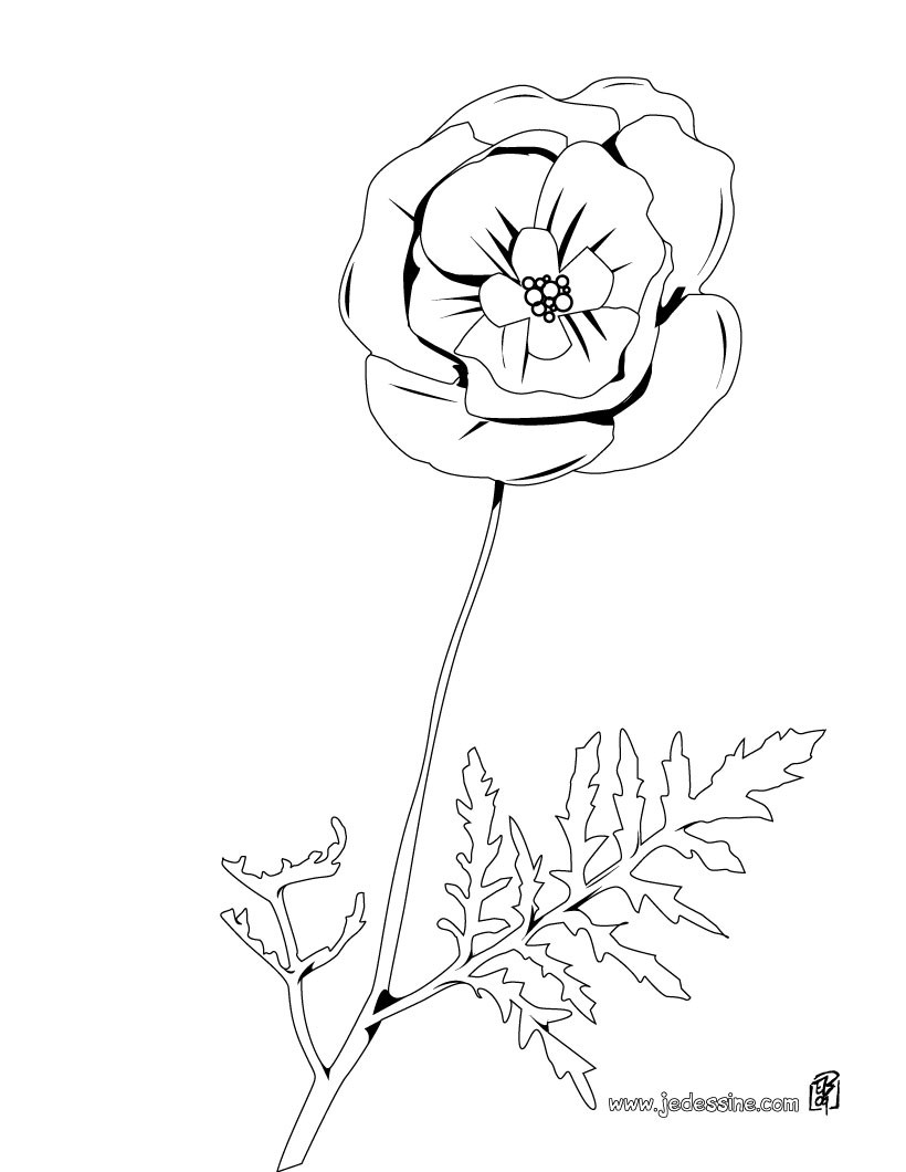 Coloriage d un coquelicot Coloriage d une tulipe