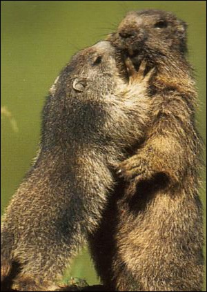 La marmotte - Lecture - REPORTAGES pour enfant - Fiches pédagogiques sur les animaux