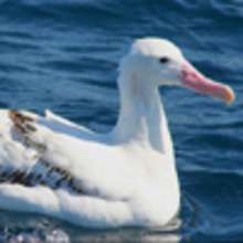 L'albatros hurleur - Lecture - Reportages pour enfants - Animaux