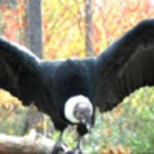 Le Condor des Andes - Lecture - Reportages pour enfants - Animaux