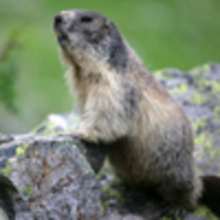 La marmotte