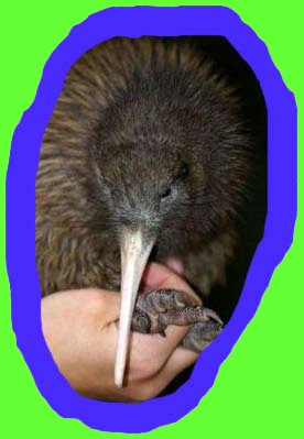 kiwi1