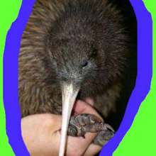 Reportage sur le Kiwi, un drole d'oiseau!