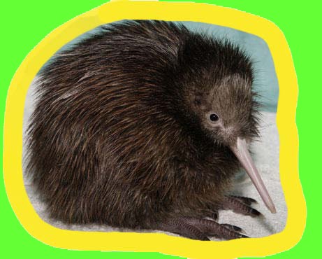 kiwi2