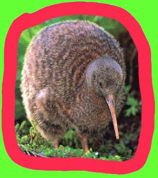 kiwi3