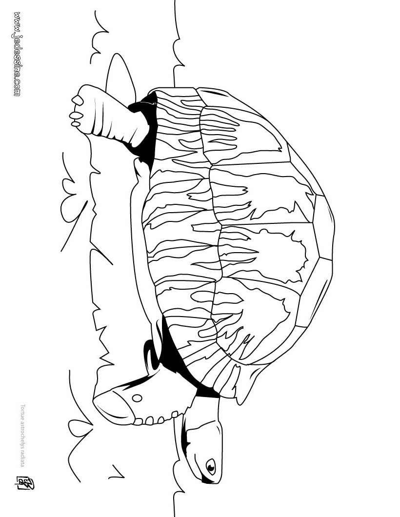 tortue astrochelys radiata