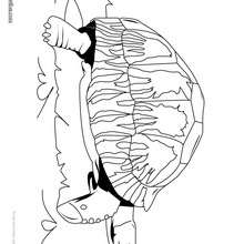 Coloriage d'une tortue astro chelys radiata
