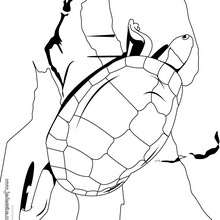 Coloriage d'une tortue bosse sur les rochers - Coloriage - Coloriage ANIMAUX - Coloriage ANIMAUX MARINS - Coloriage TORTUE - Coloriages TORTUES