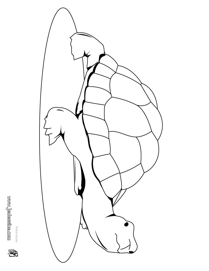 tortue bosse