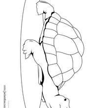 Coloriage d'une tortue bosse - Coloriage - Coloriage ANIMAUX - Coloriage ANIMAUX MARINS - Coloriage TORTUE - Coloriages TORTUES